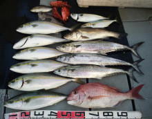 オーシャンスター(Ocean Star) …