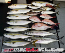 オーシャンスター(Ocean Star) …