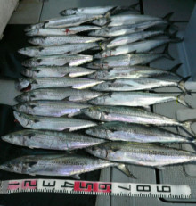 オーシャンスター(Ocean Star) 釣果