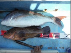 からこと丸 釣果