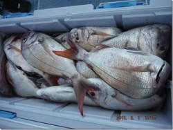 からこと丸 釣果