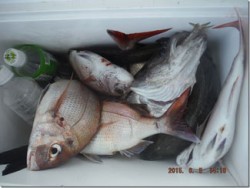 からこと丸 釣果