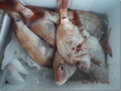 からこと丸 釣果