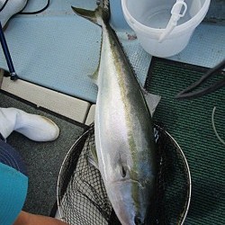 遊漁船 未紗奈 釣果