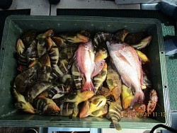 遊漁船 未紗奈 釣果