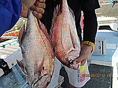 遊漁船 未紗奈 釣果