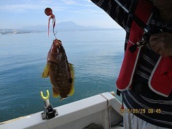 遊漁船 未紗奈 釣果