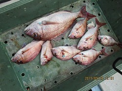 遊漁船 未紗奈 釣果