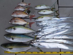 Hit Rush(ヒット ラッシュ） 釣果