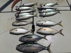 オーシャンキッズ 釣果