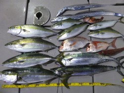 Hit Rush(ヒット ラッシュ） 釣果