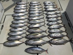 オーシャンキッズ 釣果