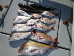 Fishing guide かわい 釣果