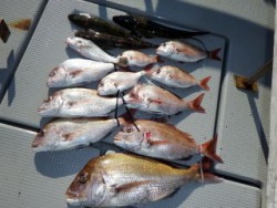 Fishing guide かわい 釣果