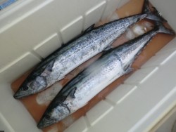 ＢＩＧ－ＯＮＥ 釣果