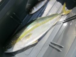 ＢＩＧ－ＯＮＥ 釣果