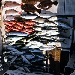 さぶろう丸 釣果