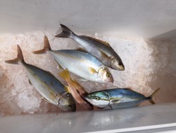 オーシャンキッズ 釣果