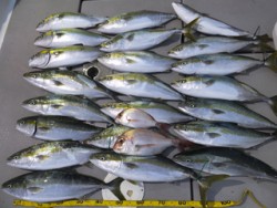 Hit Rush(ヒット ラッシュ） 釣果…