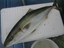 ＢＩＧ－ＯＮＥ 釣果