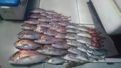 エムズジャーク（M’s JERK） 釣果