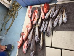 かいもん丸 釣果