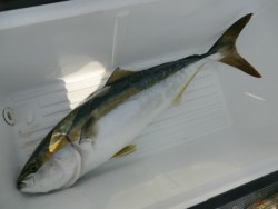 ＢＩＧ－ＯＮＥ 釣果