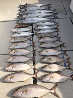 オーシャンキッズ 釣果