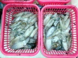 Fishing guide かわい 釣果