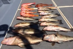 South Current 釣果