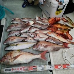 チャモロ 釣果