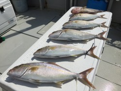 オーシャンキッズ 釣果