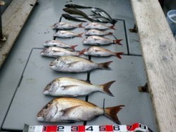 Fishing guide かわい 釣果