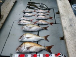 Fishing guide かわい 釣果