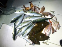 ふじしめ丸 釣果