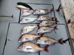 Fishing guide かわい 釣果