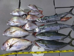 Hit Rush(ヒット ラッシュ） 釣果