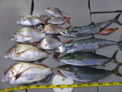 Hit Rush(ヒット ラッシュ） 釣果…