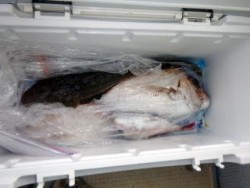 Fishing guide かわい 釣果