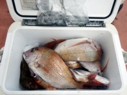 Fishing guide かわい 釣果