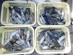 Fishing guide かわい 釣果