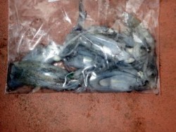 Fishing guide かわい 釣果