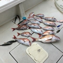 アンタレス 釣果