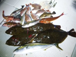 ふじしめ丸 釣果