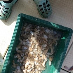 アンタレス 釣果