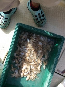 アンタレス 釣果