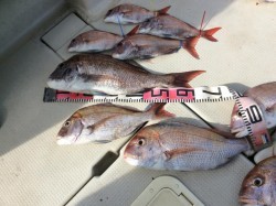 アンタレス 釣果