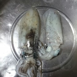 アオリイカえぎんぐ