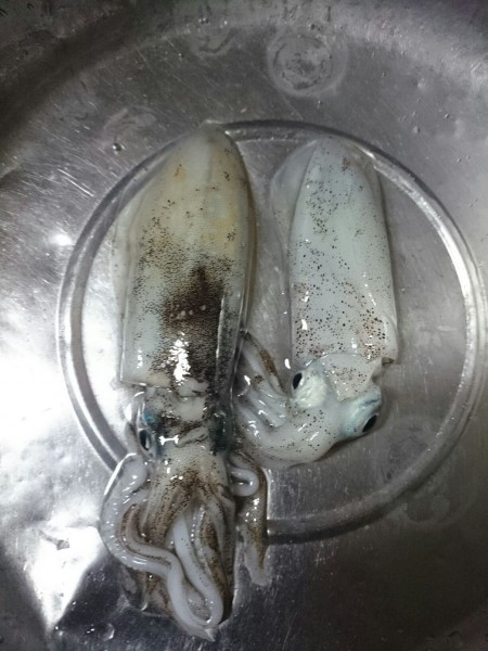 アオリイカえぎんぐ