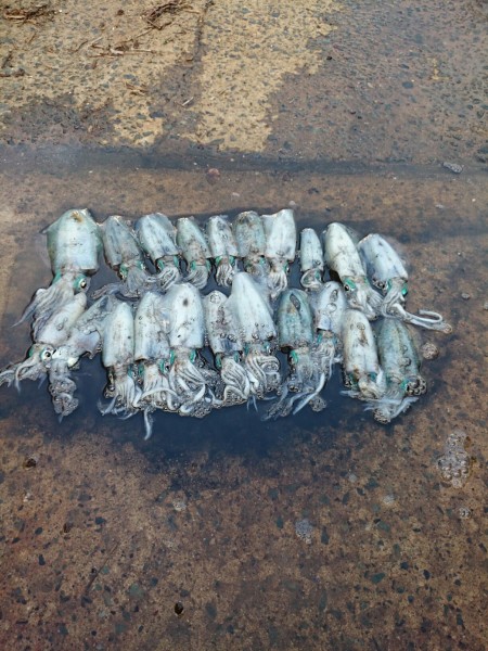 リベンジ　ボートエギング